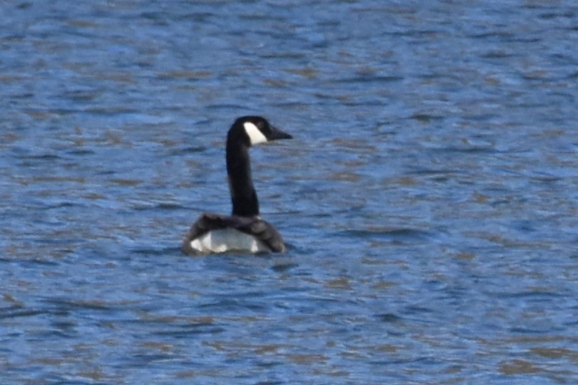 Canada Goose - ML528139601