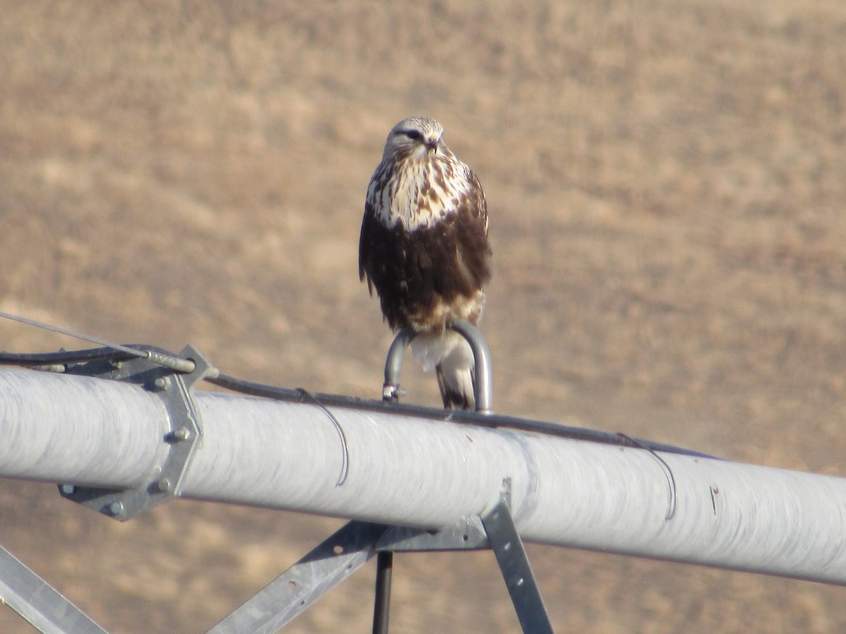 Rough-legged Hawk - ML528141451