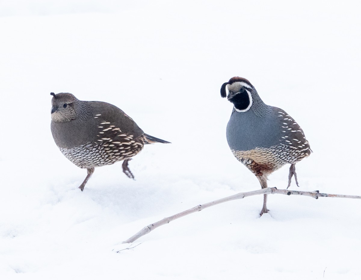 California Quail - ML528142291