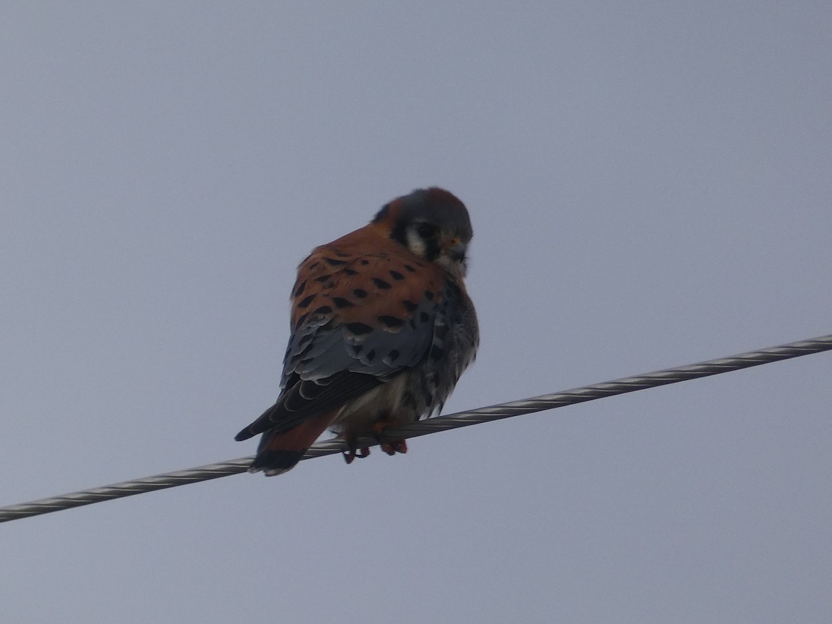 American Kestrel - ML528142851