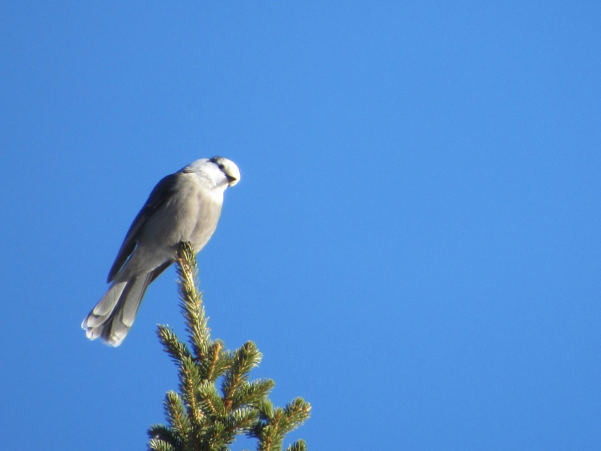 Canada Jay - ML528142901