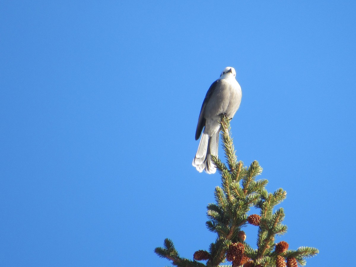 Canada Jay - ML528142911