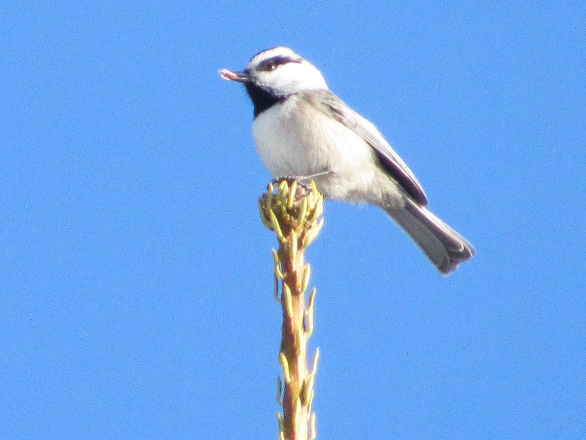 Mountain Chickadee - ML528142931