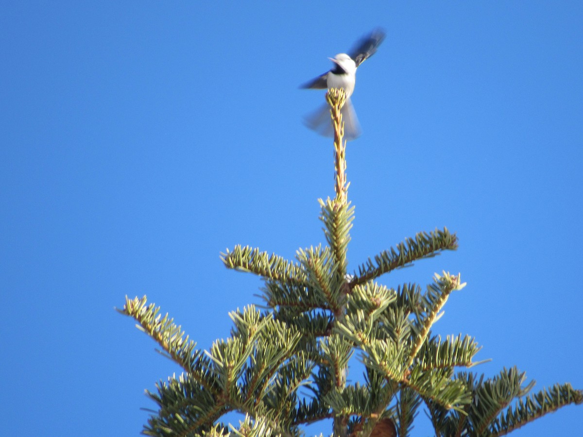 Mountain Chickadee - ML528142951