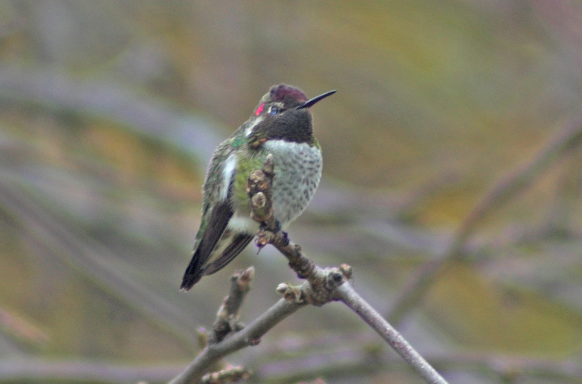 Anna's Hummingbird - Allen Chartier