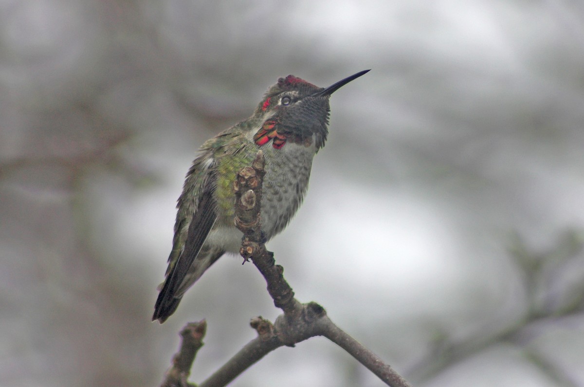 Anna's Hummingbird - ML528142991