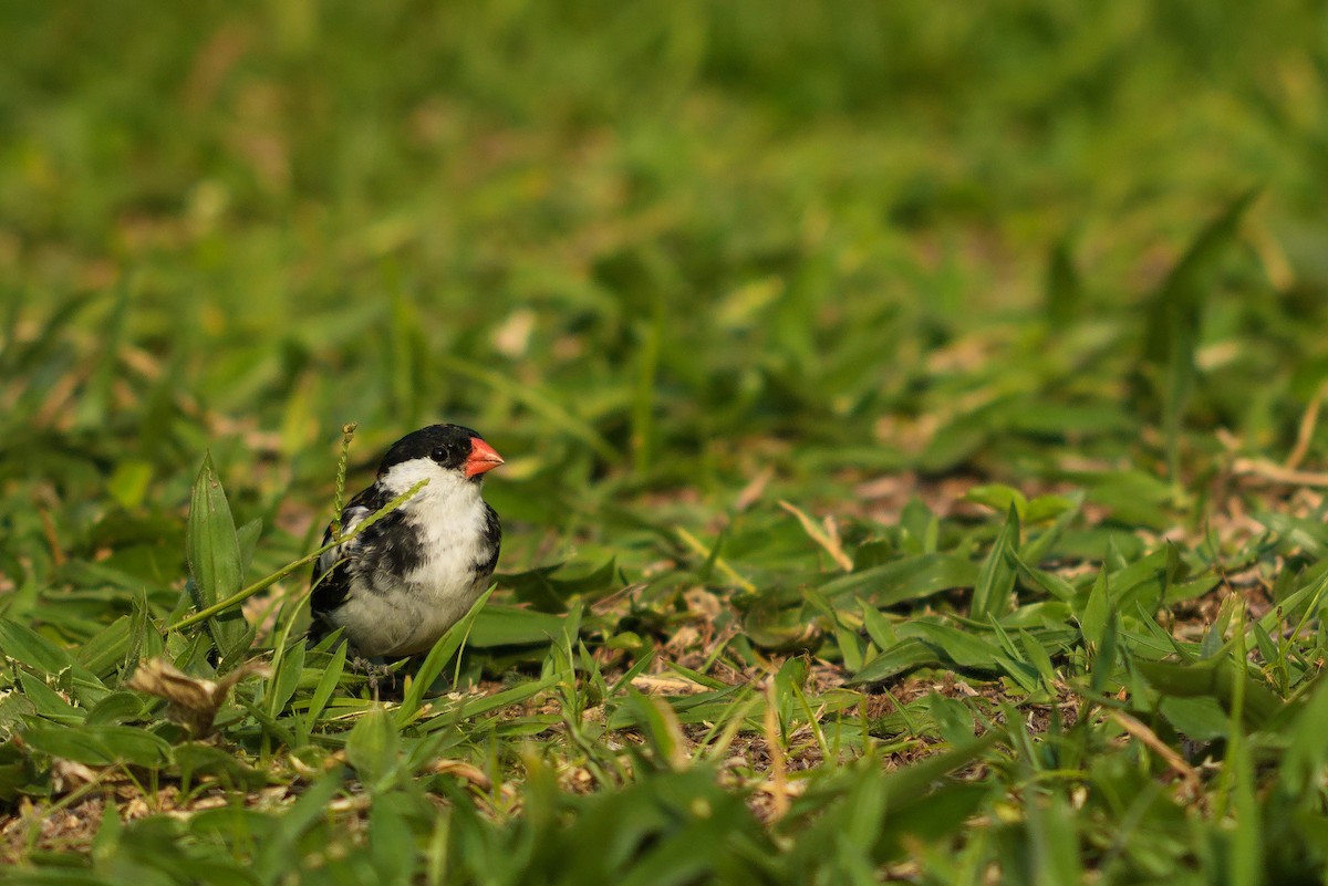 Pin-tailed Whydah - ML528144901