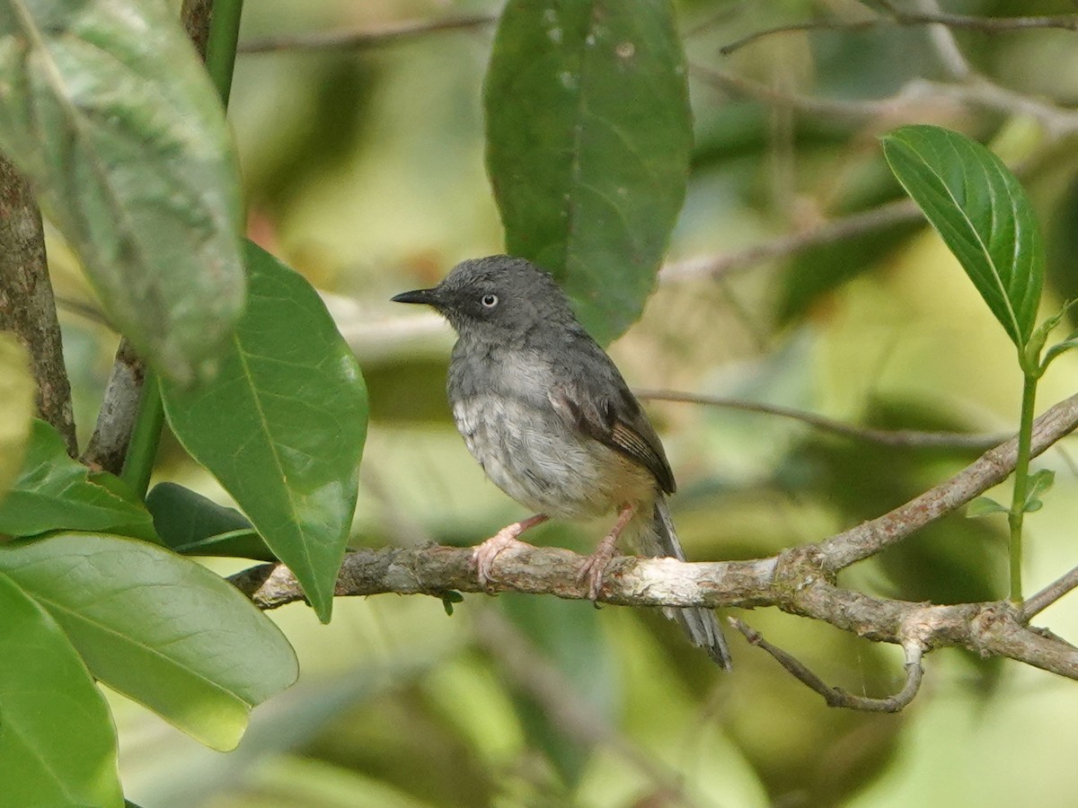 Sierra Leone Prinia - ML528145621