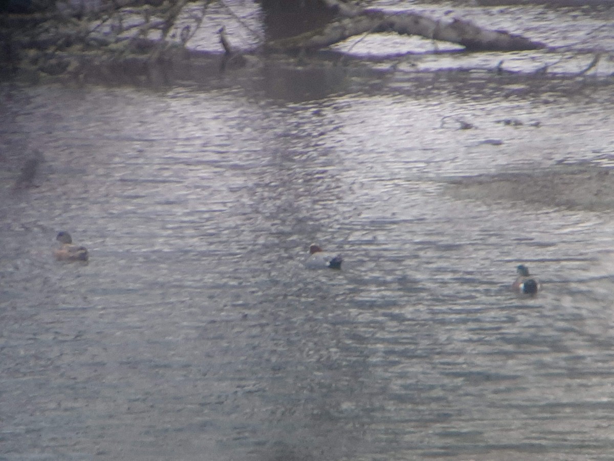 Eurasian Wigeon - ML528146811