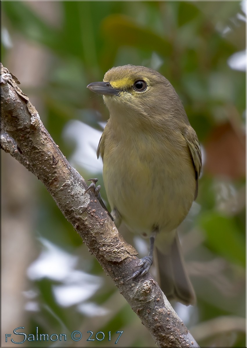 Thick-billed Vireo - ML52814711