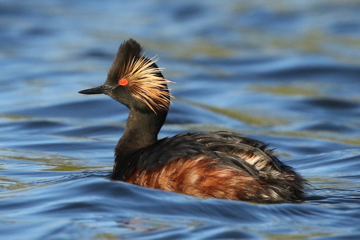 Eared Grebe - David Yeamans