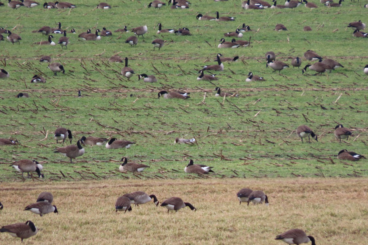 Pink-footed Goose - ML528148741