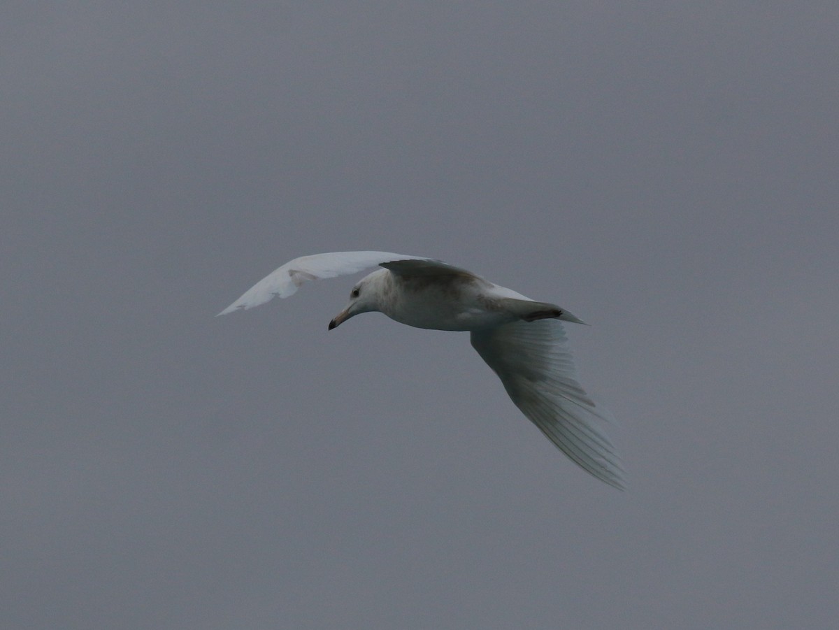 Glaucous Gull - ML528148921