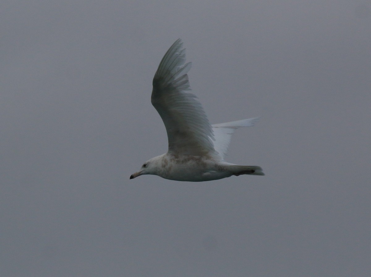 Glaucous Gull - ML528148931