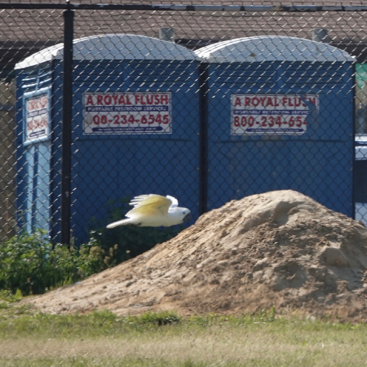 tanımsız Cacatua sp. - ML528149441