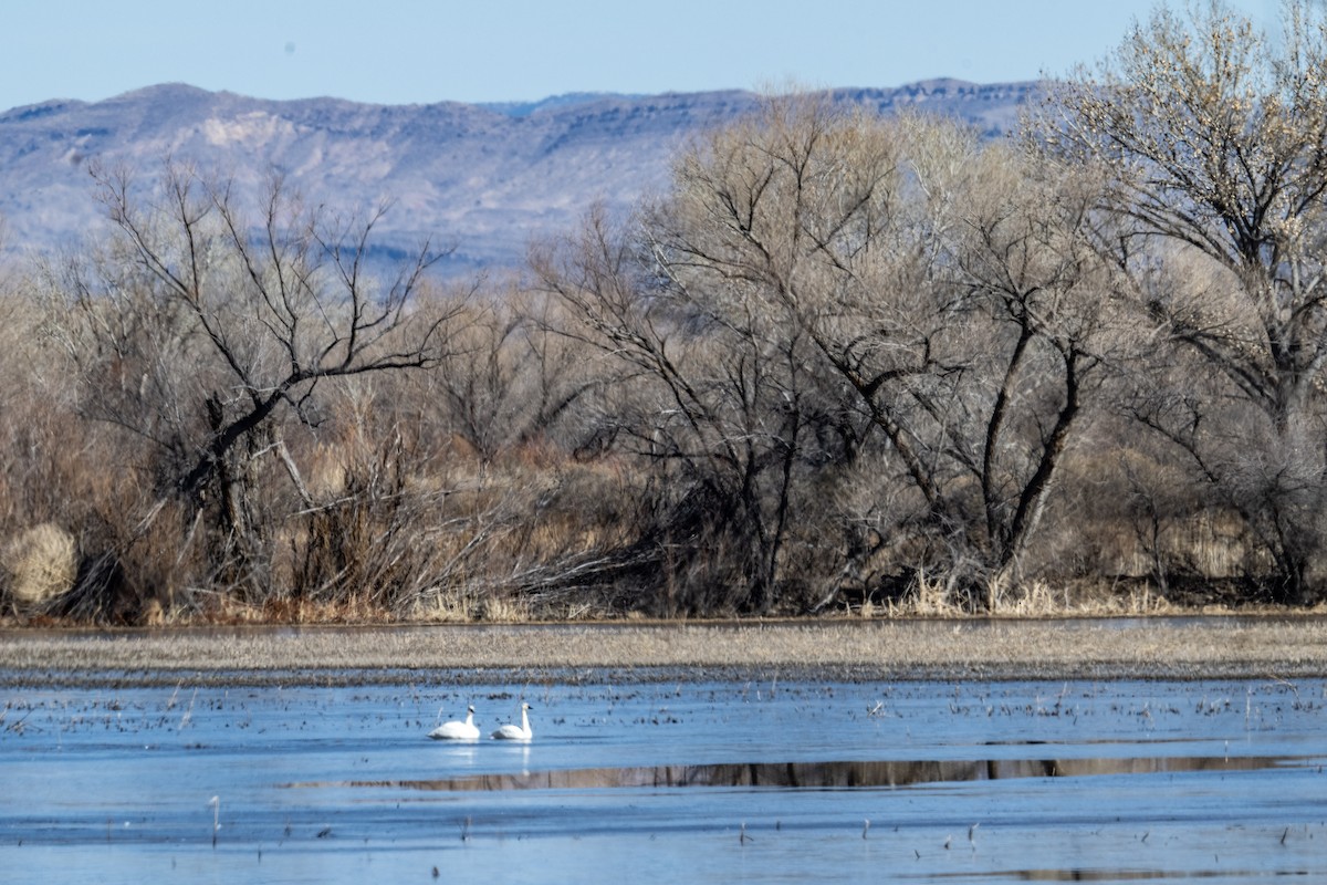 Tundra Swan - ML528149861