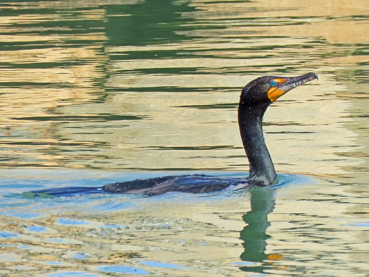 Double-crested Cormorant - ML528150801