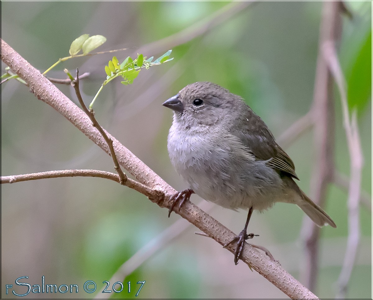 Black-faced Grassquit - ML52815151