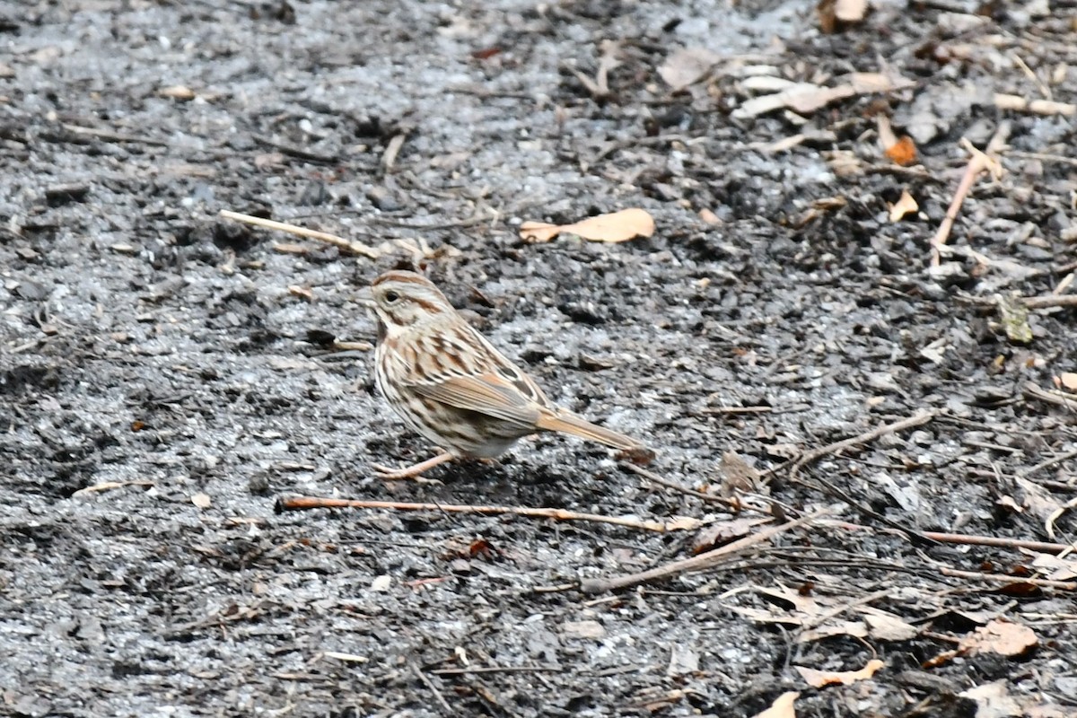 Song Sparrow - ML528151951