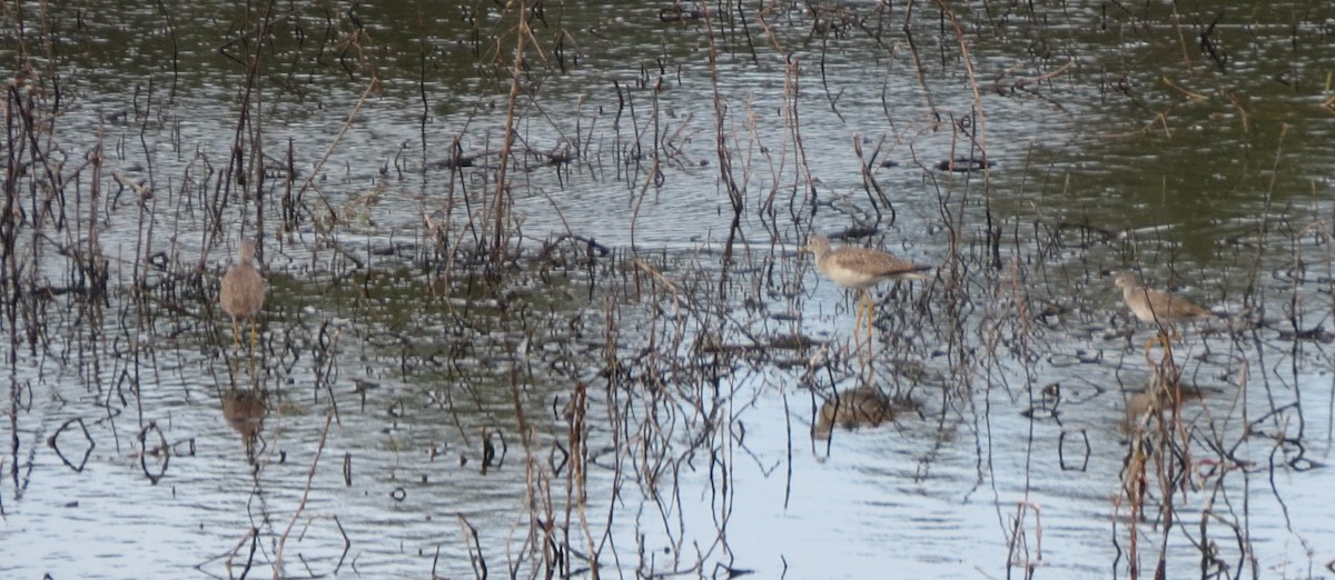 Greater Yellowlegs - Bev Hansen