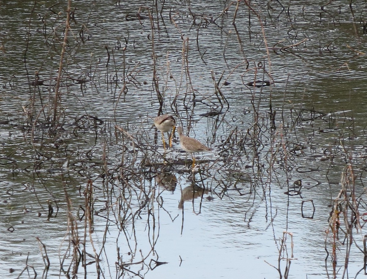 Lesser Yellowlegs - ML528153441