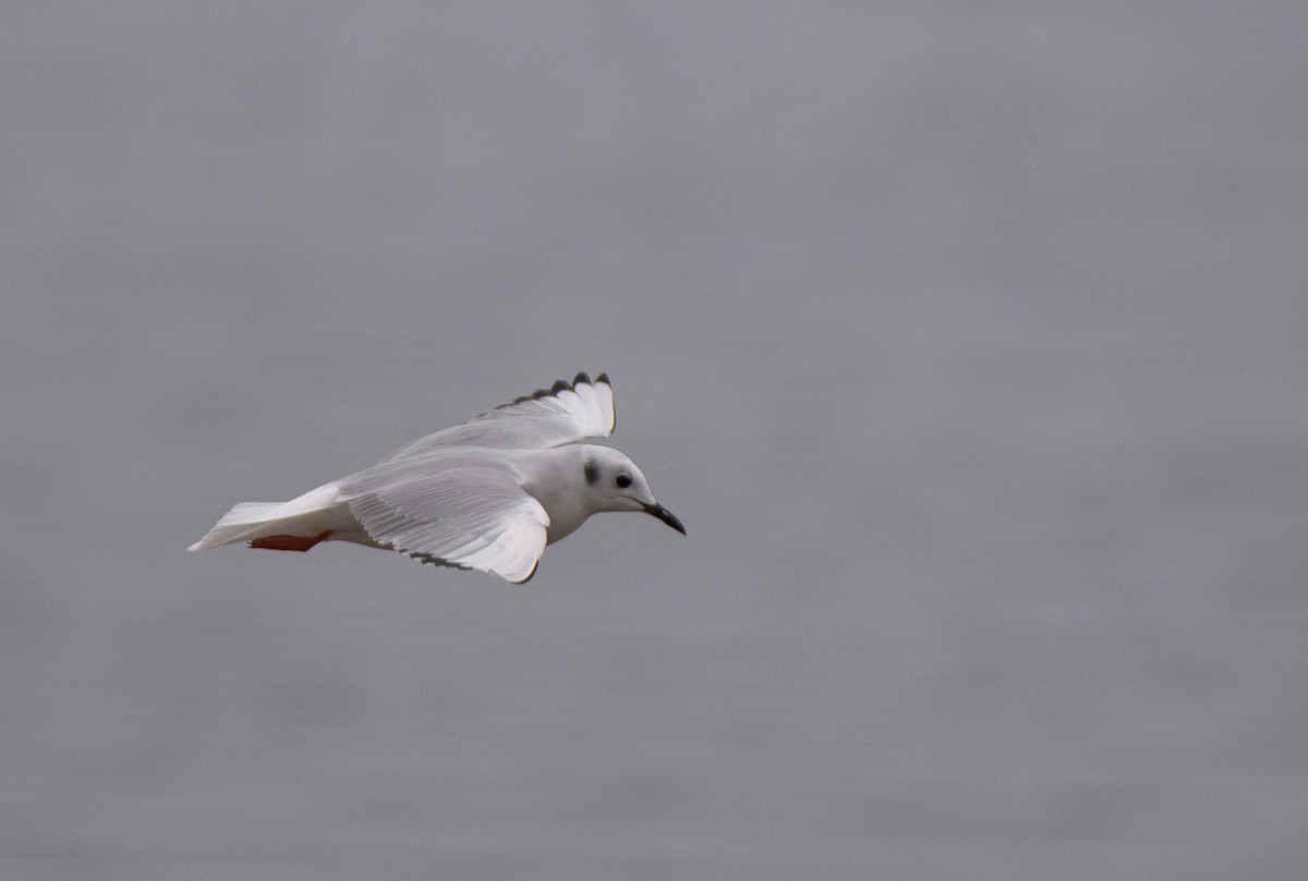 Bonaparte's Gull - ML528153701