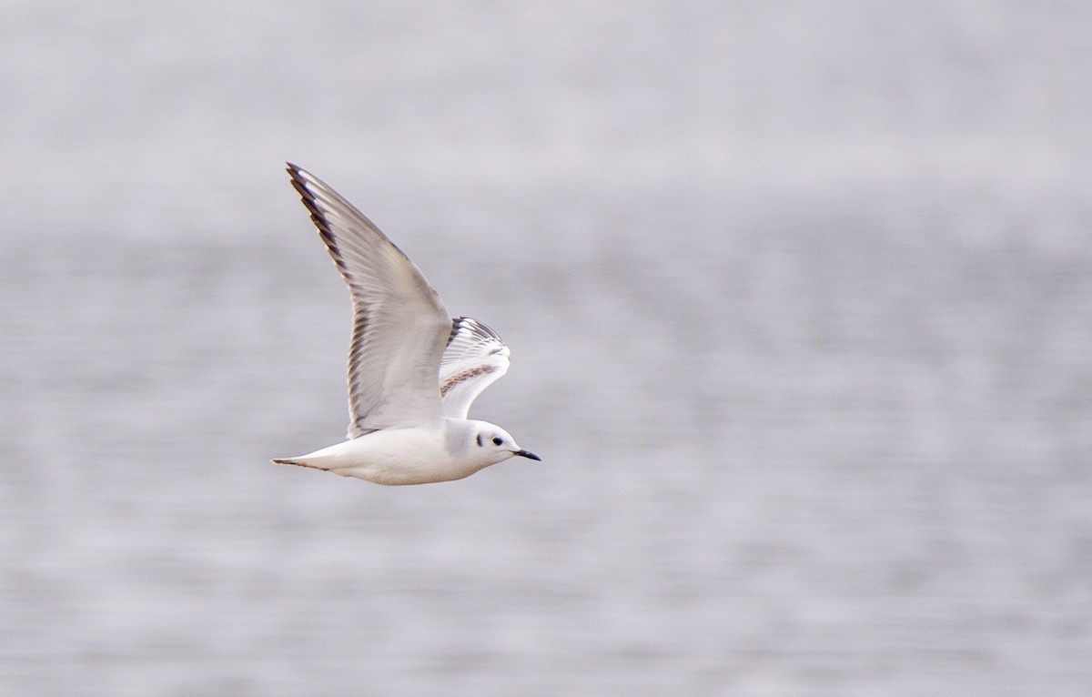 Bonaparte's Gull - ML528153721