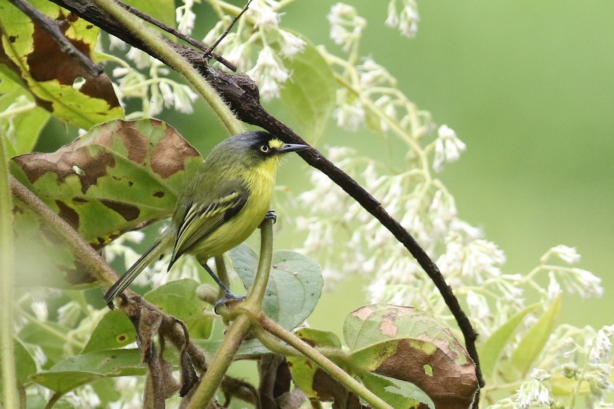 Gray-headed Tody-Flycatcher - ML528154481