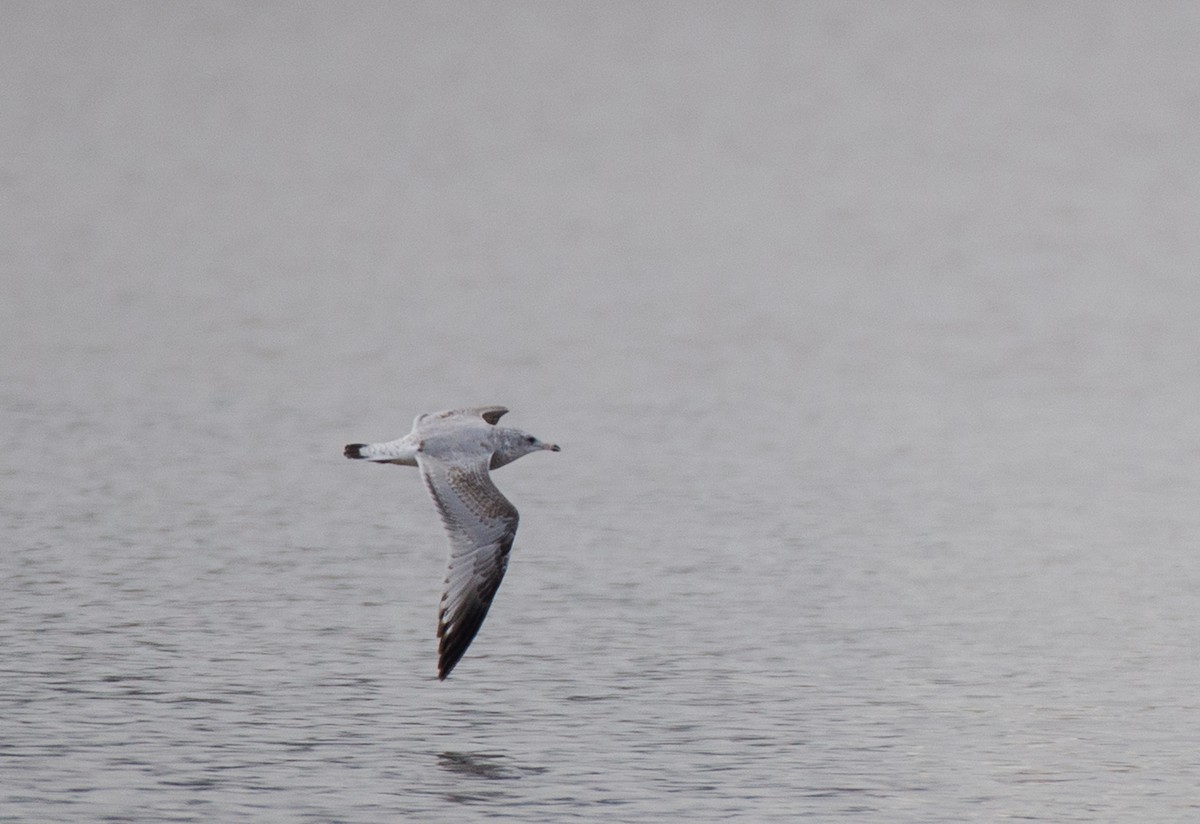 Ring-billed Gull - ML528154541