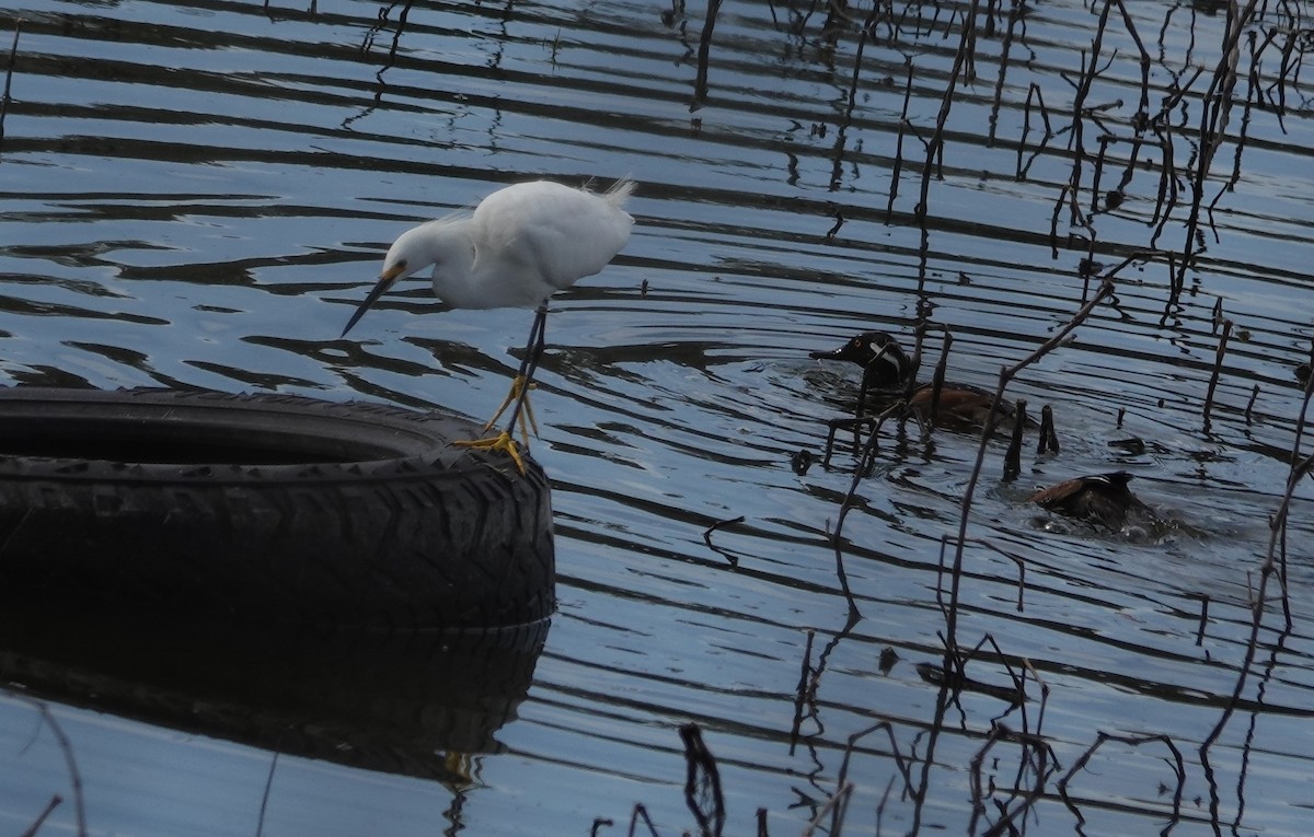 Snowy Egret - ML528154871