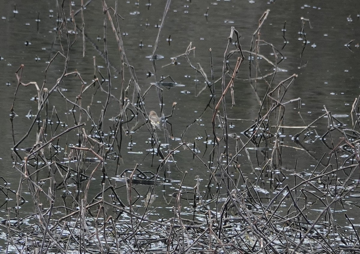 Yellow-rumped Warbler - ML528155131