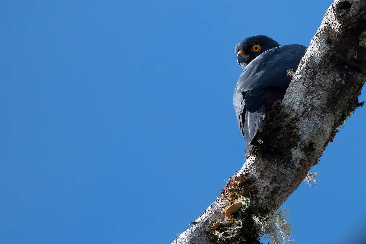 Black-mantled Goshawk - Lev Frid