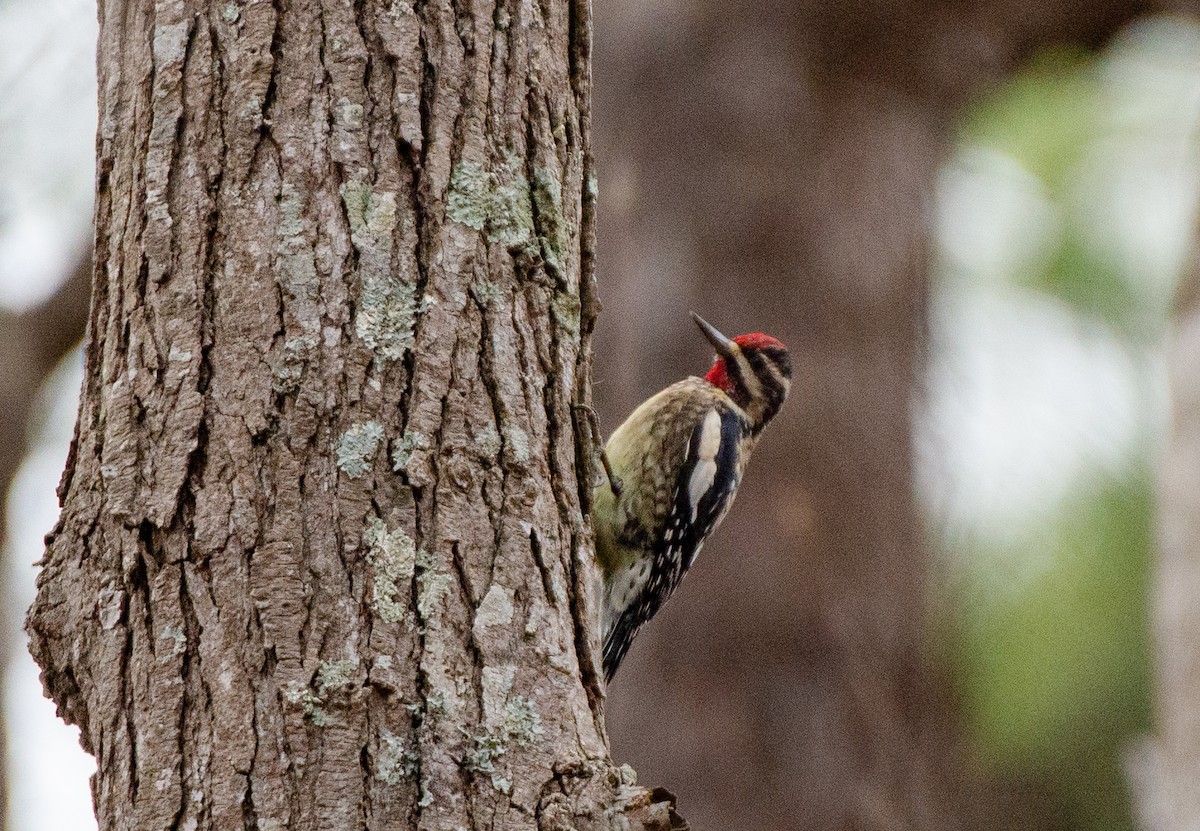 Yellow-bellied Sapsucker - ML528156211