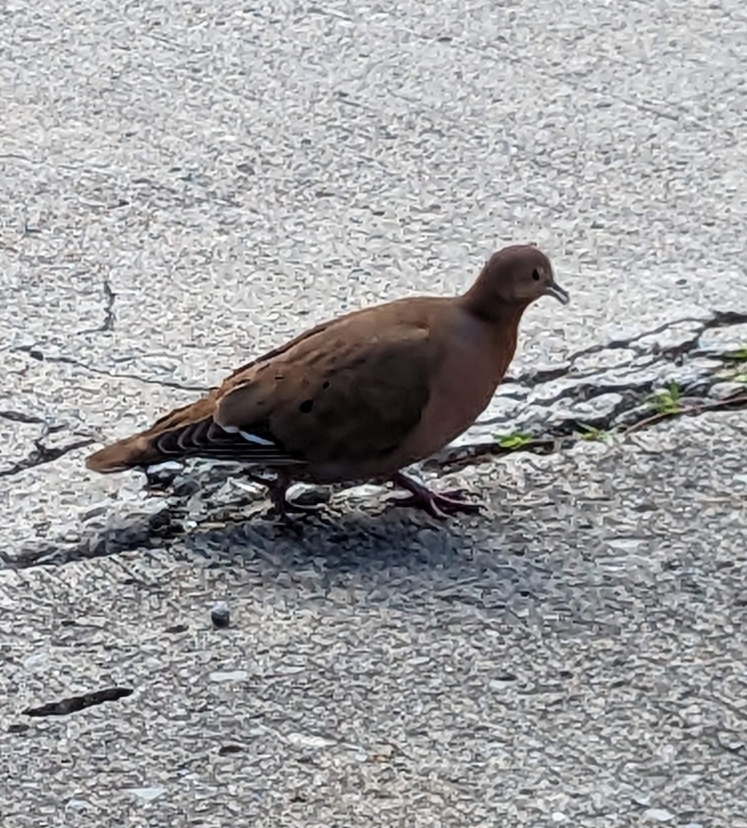 Zenaida Dove - ML528156291