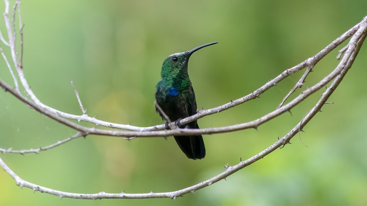 Green-throated Carib - ML528156731