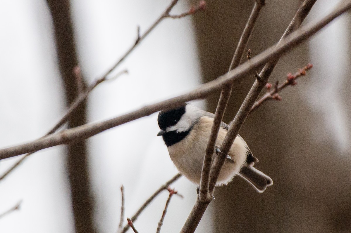 Carolina Chickadee - ML528157051