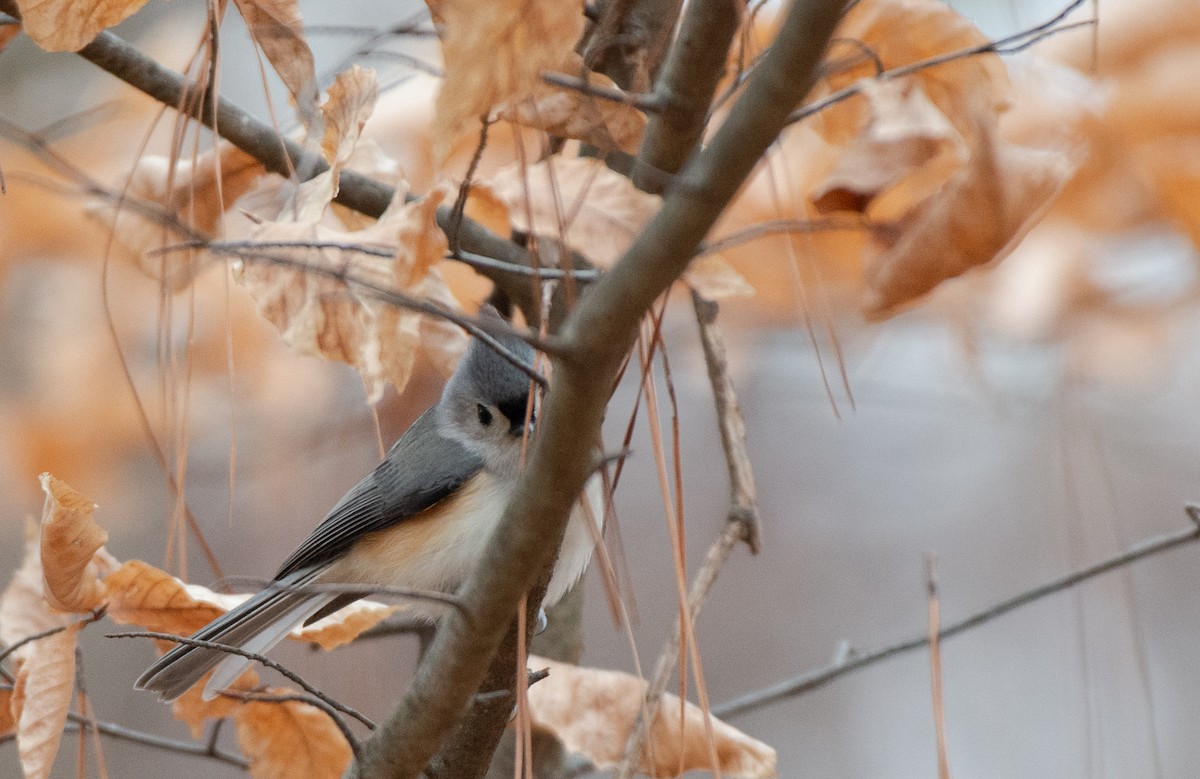 Tufted Titmouse - ML528157411