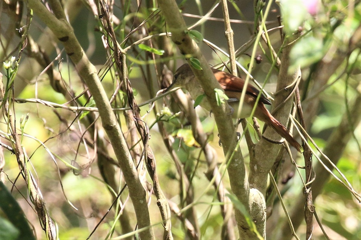 Pallid Spinetail - ML528157791