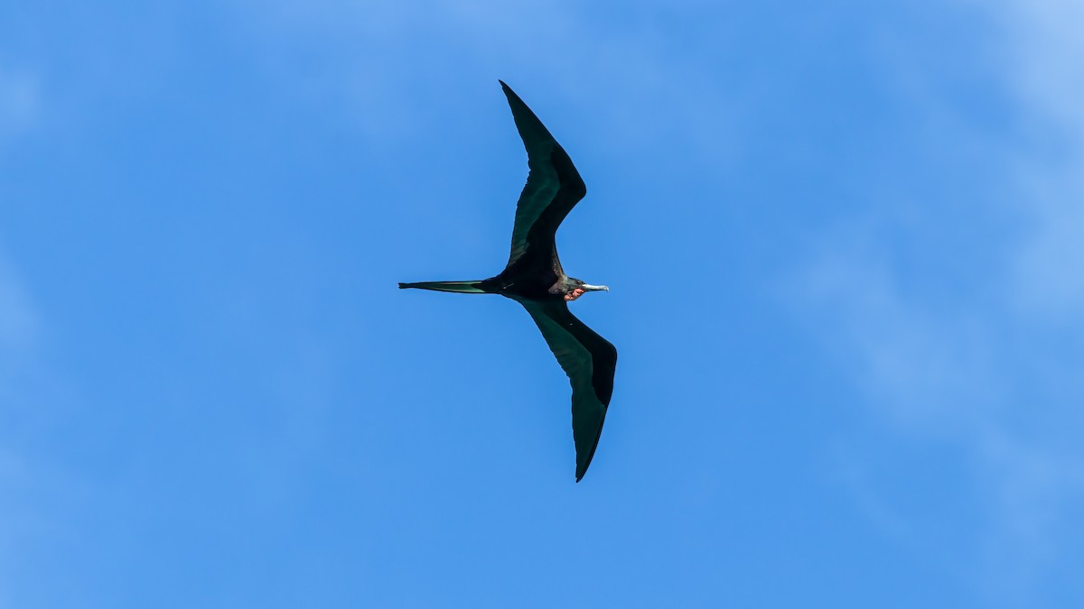 Magnificent Frigatebird - ML528157811