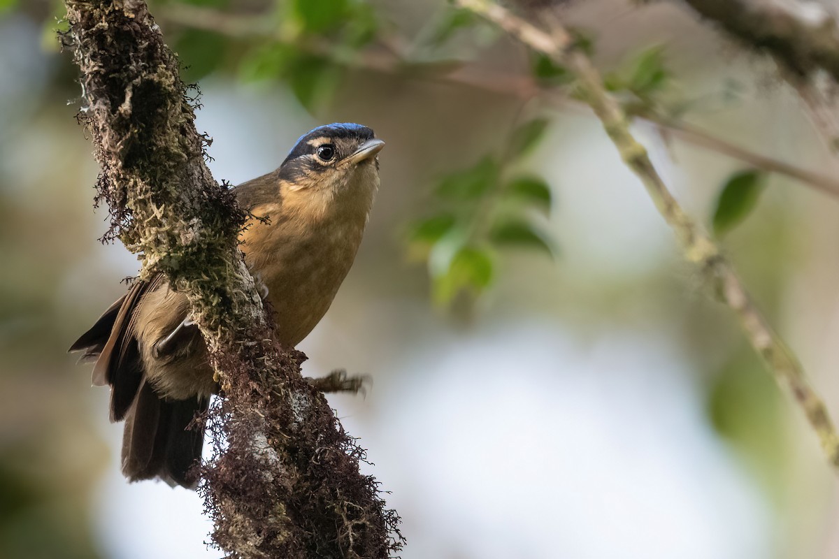 Blue-capped Ifrita - ML528157921