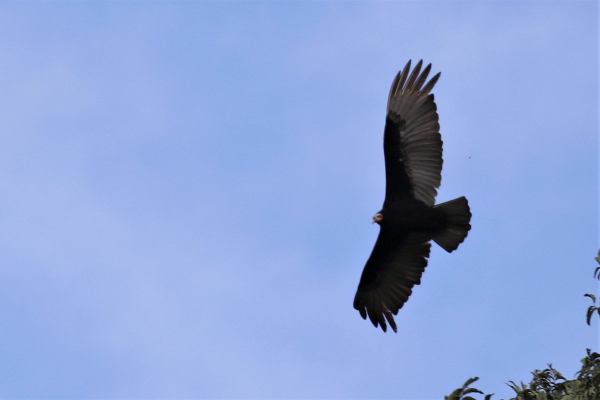 Lesser Yellow-headed Vulture - ML528158271