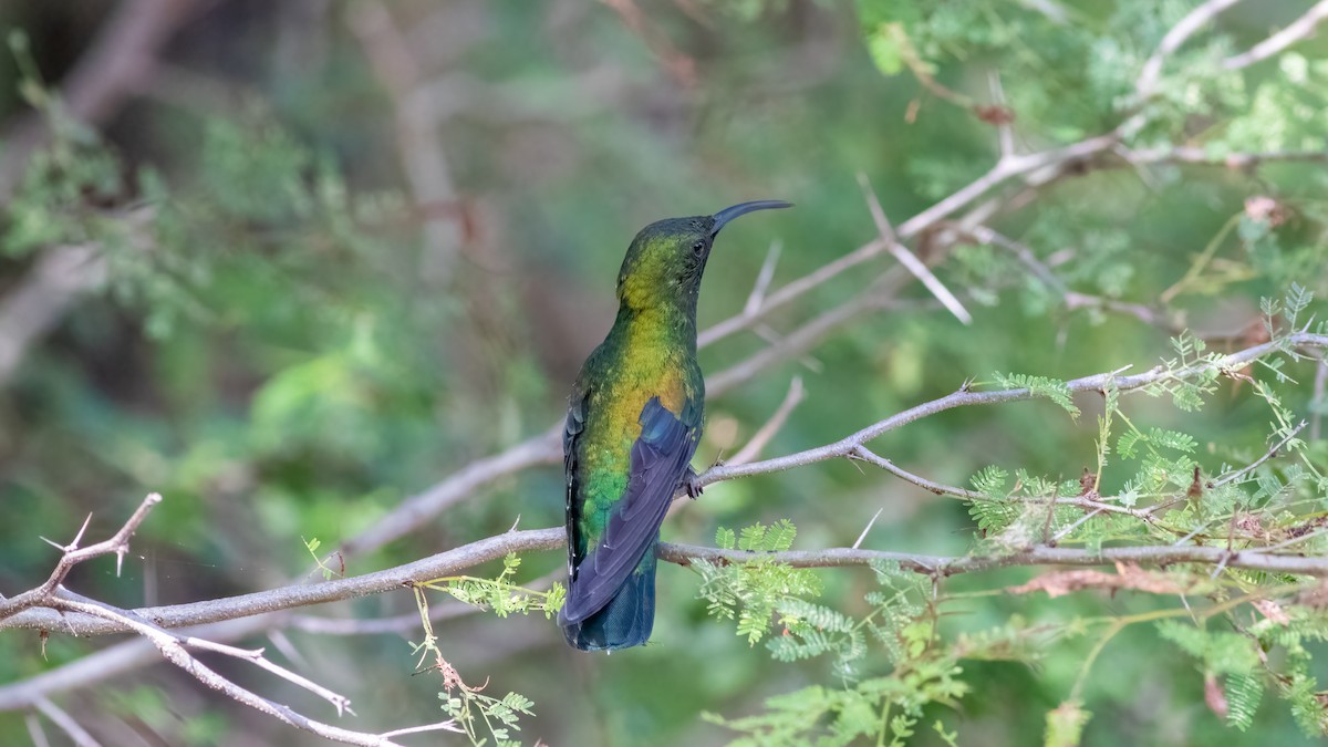 Green-throated Carib - ML528158511