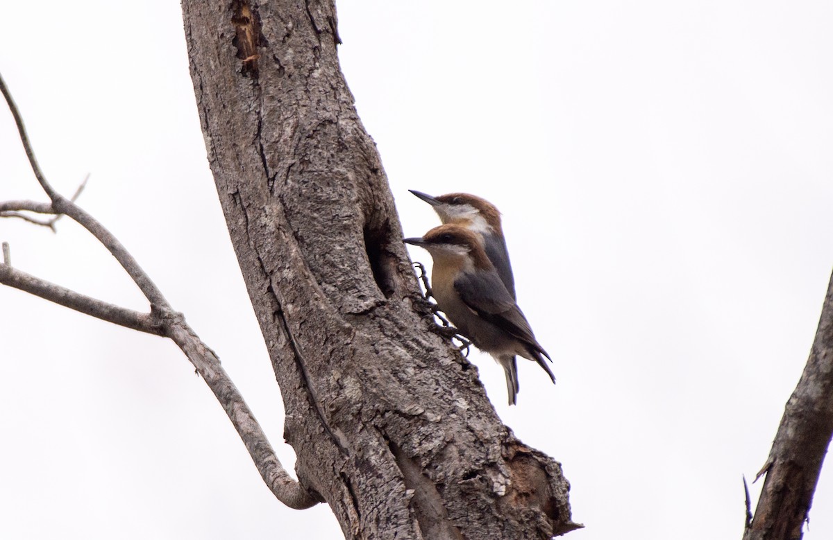 Brown-headed Nuthatch - Herb Elliott