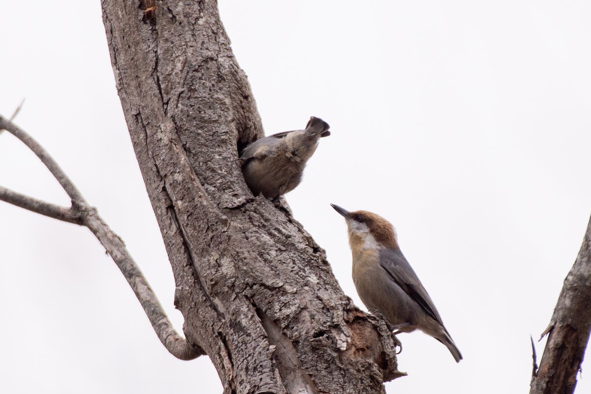 Brown-headed Nuthatch - Herb Elliott