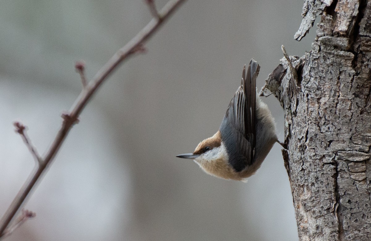 Brown-headed Nuthatch - Herb Elliott