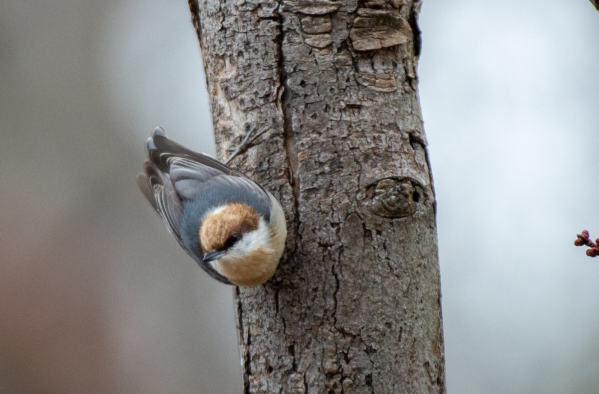 Brown-headed Nuthatch - Herb Elliott