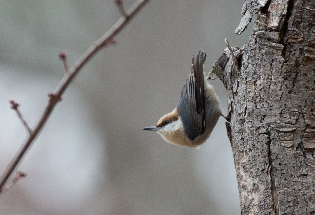 Brown-headed Nuthatch - Herb Elliott