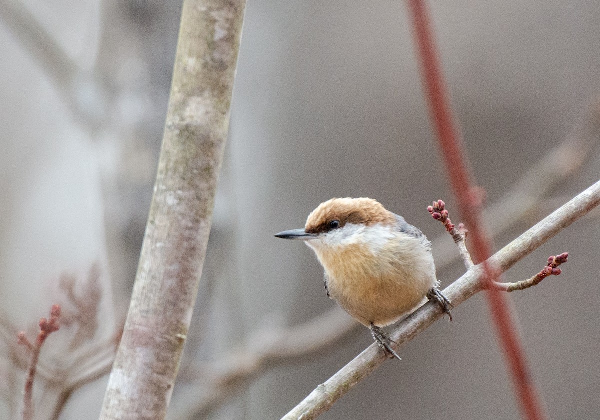 Brown-headed Nuthatch - Herb Elliott