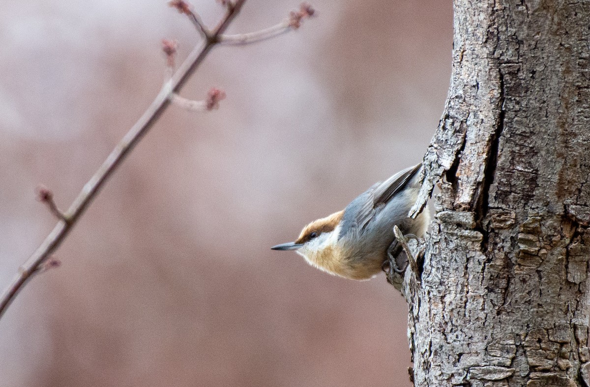 Brown-headed Nuthatch - Herb Elliott