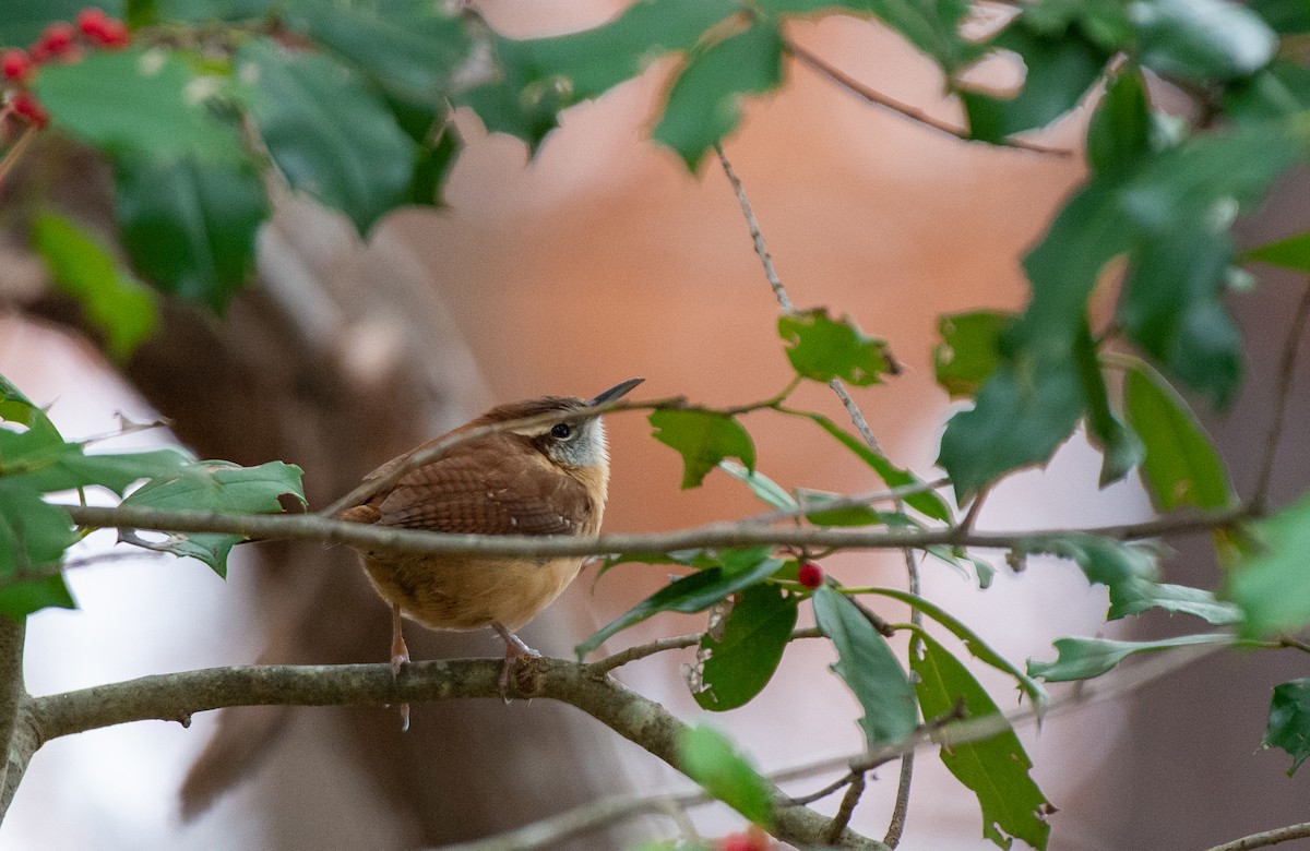 Carolina Wren (Northern) - ML528159041